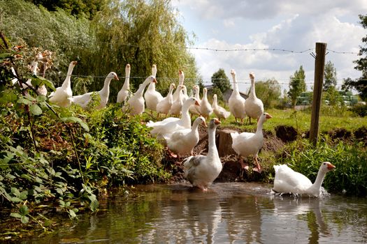 flock of white geese entering the river Kromme Rijn near Utrecht