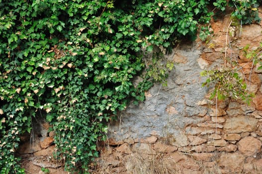 Green ivy plant growing on old grungy stone wall. Background texture.
