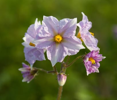 inflorescence potatoes under natural conditions in sunlight. (Solanum tuberosum)