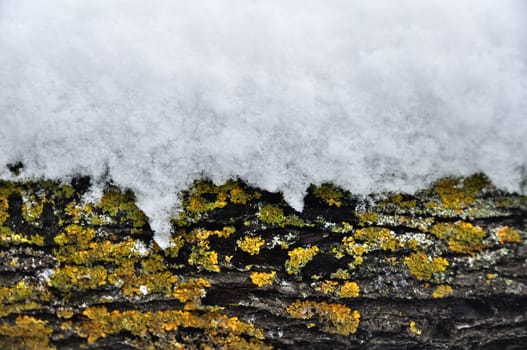 Snow covered tree trunk macro. Winter background texture.