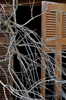 Overgrown tangled tree branches and broken window shutter of derelict house.