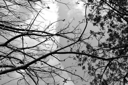 Tangled tree branches abstract background. Black and white.