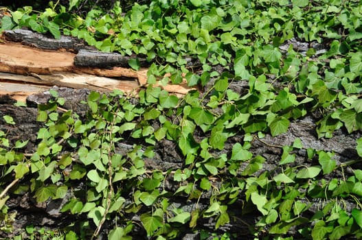 Green ivy and chipped tree trunk. Wood background texture.