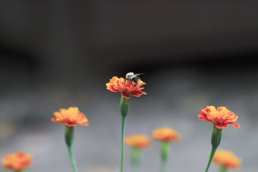 flowers in nature in the park