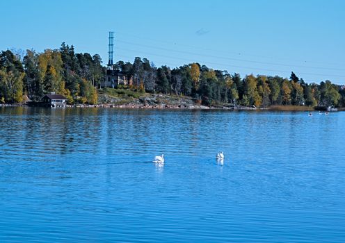 Swans on an autumn pond in the suburb of Helsinki