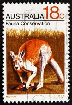 AUSTRALIA - CIRCA 1971: a stamp printed in the Australia shows Kangaroo, Macropodidae, Fauna Conservation, circa 1971