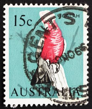 AUSTRALIA - CIRCA 1966: a stamp printed in the Australia shows Galah on Tree Stump, Cacatua Roseicapilla, Bird, circa 1966