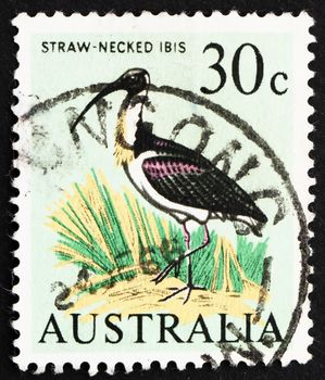 AUSTRALIA - CIRCA 1966: a stamp printed in the Australia shows Straw-necked Ibis, Threskiornis Spinicollis, Bird, circa 1966