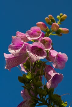 Bright pink Foxglove flower