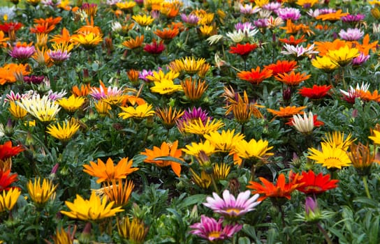 Flower Garden filled with bright flowers