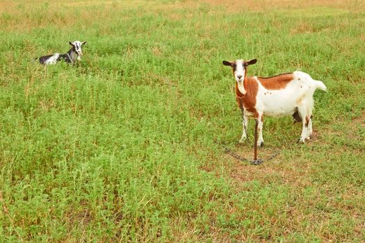 Two goats grazing on the pasture in summer season