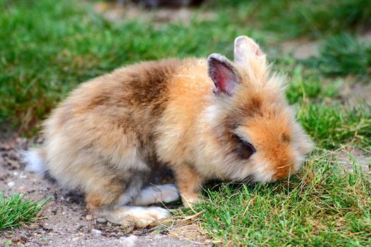 cute little baby rabbit standing in the green grass