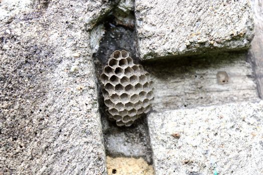 detail of old honeycomb on concrete niche
