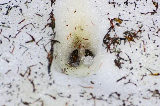 wild boar footprint in white snow