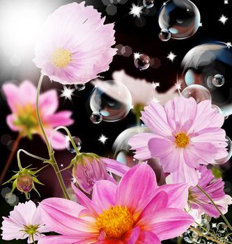 The decorative garden summer flowers over black abstract  background