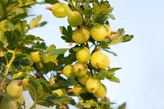 Gooseberries ripening on their branches