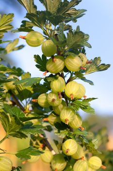 Gooseberries ripening on their branches