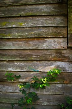 old wood. old wood background