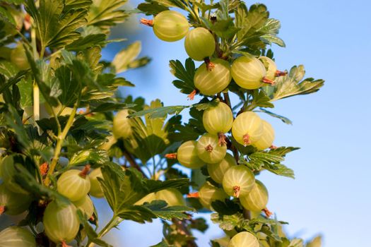 Gooseberries ripening on their branches