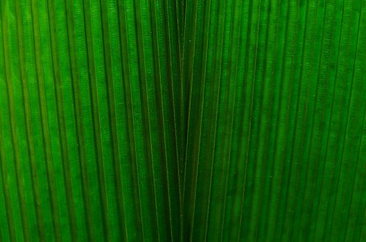 leaf texture. Green leaf texture Macro