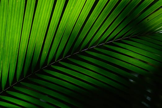 leaf texture. Green leaf texture Macro