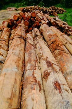 lumber. Wood stacked on shelving inside