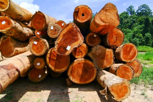 lumber. Wood stacked on shelving inside