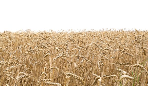 Closeup view of a wheat field and white background on the top