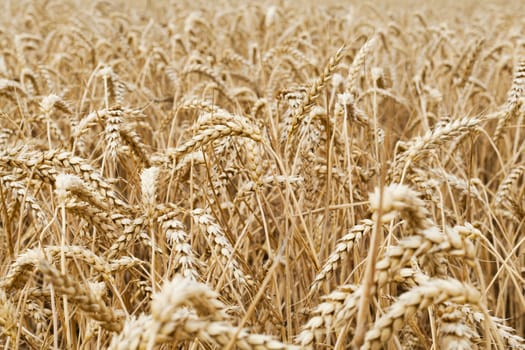 Wheat field to illustrate agriculture and the harvest season