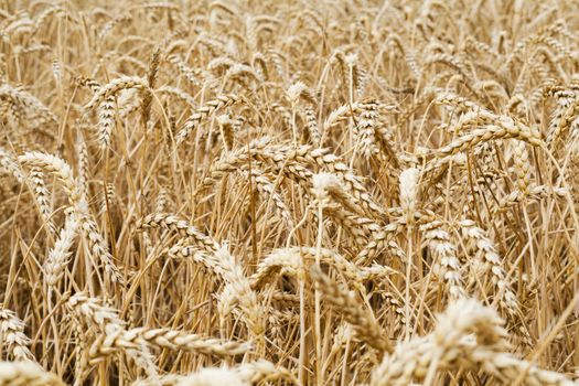 Wheat field to illustrate agriculture and the harvest season