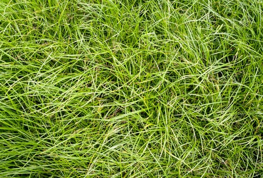 Green long grass texture pattren on ground