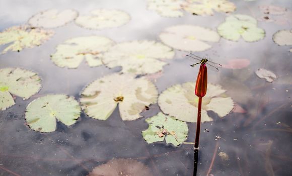 Dragonfly rest at lotus in swamp