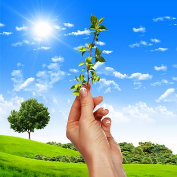 Hands holding green sprouts and sunny sky