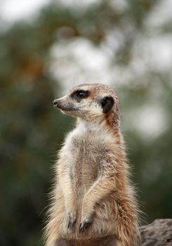Closeup of alert meerkat standing on stone and looking around