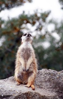 Closeup of alert meerkat standing on stone and looking up