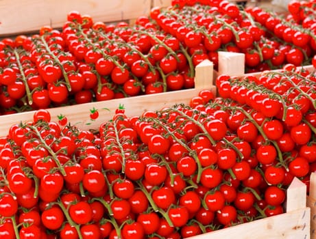 Bunches of fresh cherry tomatoes on a market stall