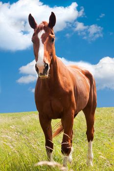 Beautiful brown horse in a meadow with a nice blue sky on background