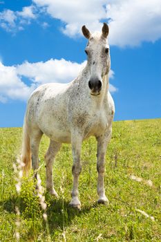 Beautiful white horse in a meadow with a nice blue sky on background