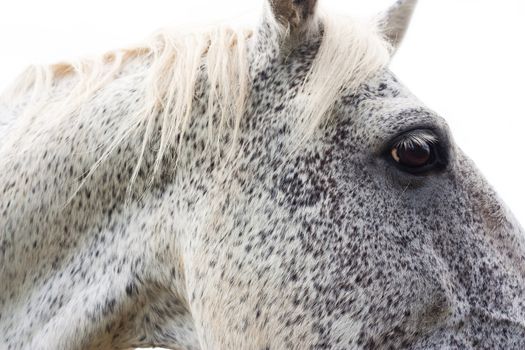 Close view of the head of a white horse