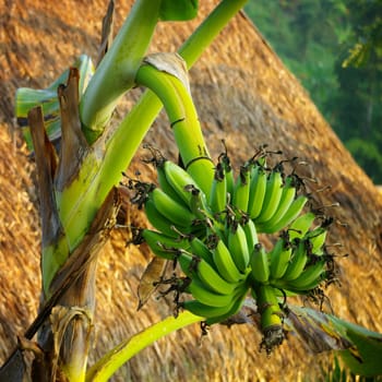 Banana tree in farm with hut background