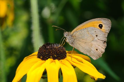 Close-up of butterfly on sunflower. Shallow depth of field and focus on butterfly.