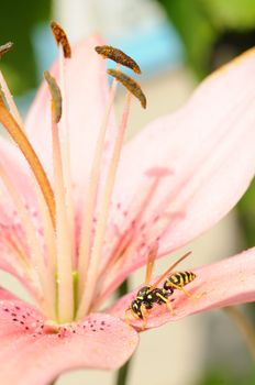 Close-up of wasp on wet pink lily flower. Shallow depth of field and focus on wasp.