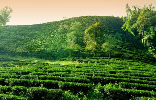 Green tea farm on hill in Thailand