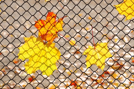 Yellow and red autumn maple leaves are hover on metal lattice