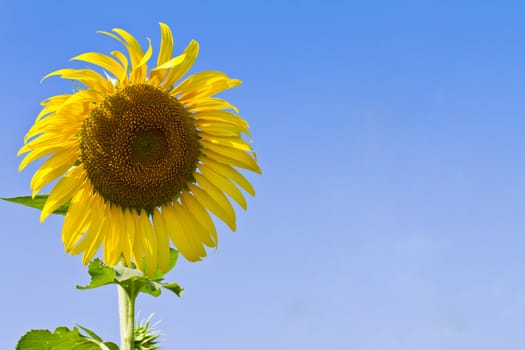 Sunflower against blue sky in thailand