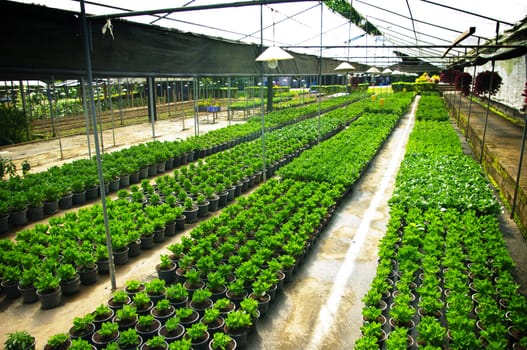 Plant green house flower nursery in Thailand