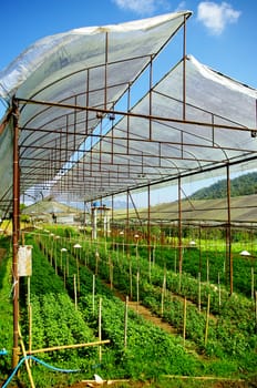 Plant green house flower nursery in Thailand