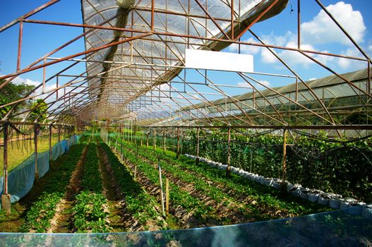 Plant green house flower nursery in Thailand