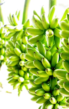 Green banana hanging on rail for sell in market