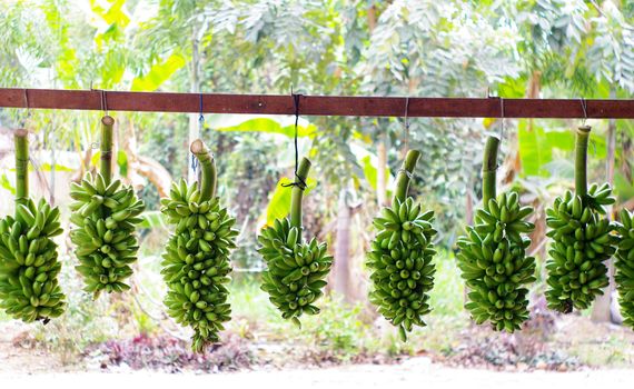 Green banana hanging on rail for sell in market